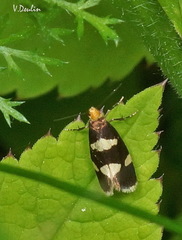 Lampronia capitella