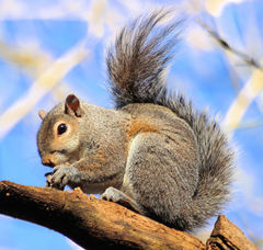 Sciurus carolinensis