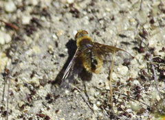 Thyridanthrax semitristis