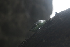 Gonyosoma boulengeri
