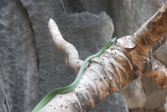Gonyosoma boulengeri