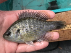 Lepomis miniatus