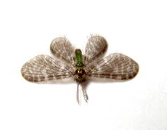 Nallachius americanus