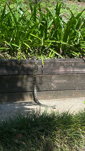 Coastal Carpet Python sighting