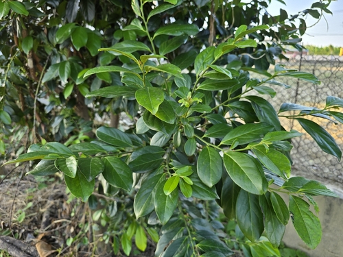 Diospyros maritima, photograph 3