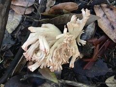 Ramaria botrytis
