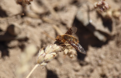 Thyridanthrax semitristis