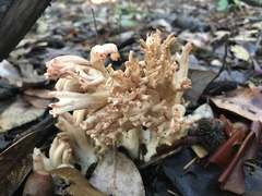 Ramaria botrytis