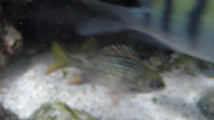Neoniphon suborbitalis
