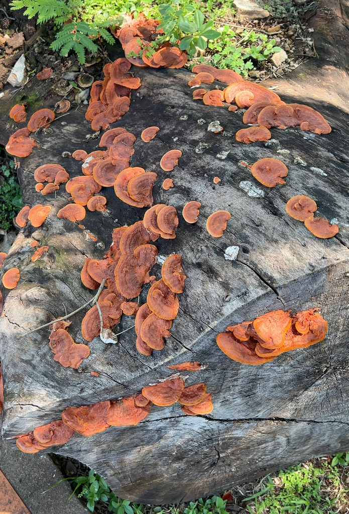 Trametes sanguinea · November 2025 · photo: © vincent_mia_edie_verheyen (iNaturalist, cc-by)