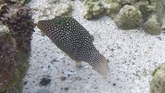Canthigaster punctatissima