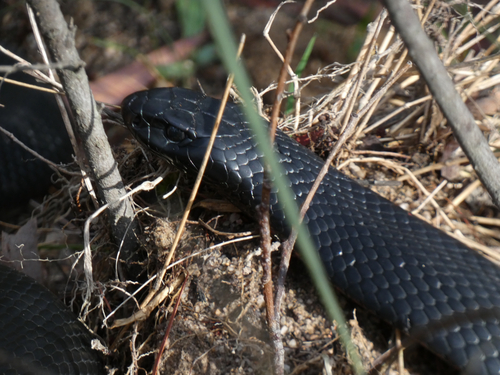 Red-bellied Black Snake sighting