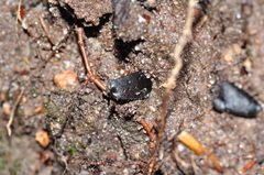 Carabus hortensis