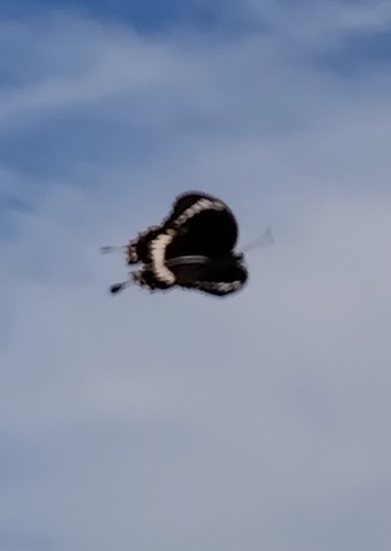 Canopus Swallowtail