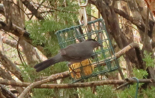 Gray Catbird photographed in Arizona
