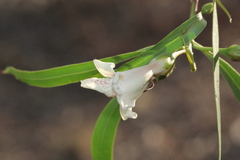 Eremophila bignoniiflora