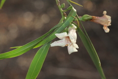 Eremophila bignoniiflora