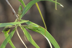 Eremophila bignoniiflora