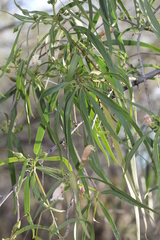 Eremophila bignoniiflora