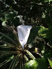 Spathiphyllum wallisii