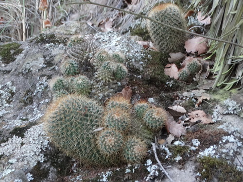 Image of Cactus De Rododendro (Mammillaria rhodantha) by (c) Juan Rafael Rodríguez Razgado, some rights reserved (CC BY)