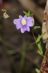 Mimulus gracilis