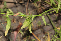 Mimulus gracilis