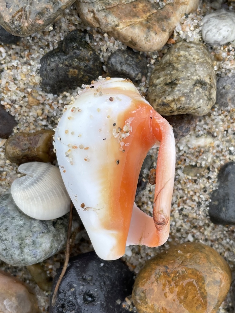 Fighting Conch in March 2023 by tt2019 · iNaturalist