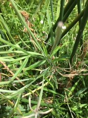 Epilobium pallidiflorum