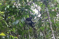 Semnopithecus vetulus