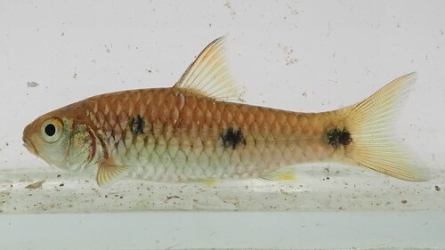 Tiekoro barb (Enteromius tiekoroi) — Cyprinidae — 2