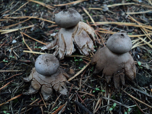 crowned earthstar