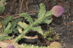 Sphaeranthus indicus