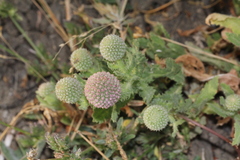 Sphaeranthus indicus