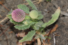 Sphaeranthus indicus