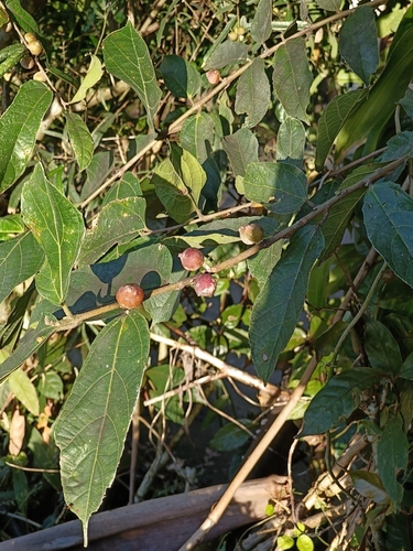Ficus ulmifolia observed 2025-11-16