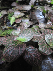 Fittonia albivenis