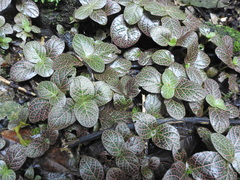 Fittonia albivenis