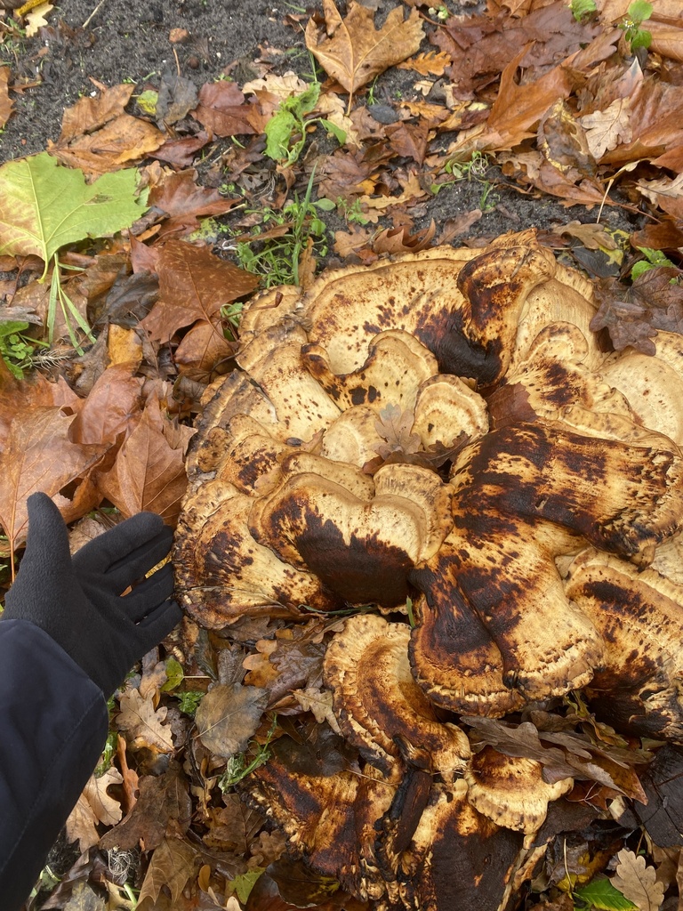 Meripilus giganteus · November 2025 · photo: © katharinegk (iNaturalist, cc-by)