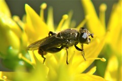 Asemosyrphus