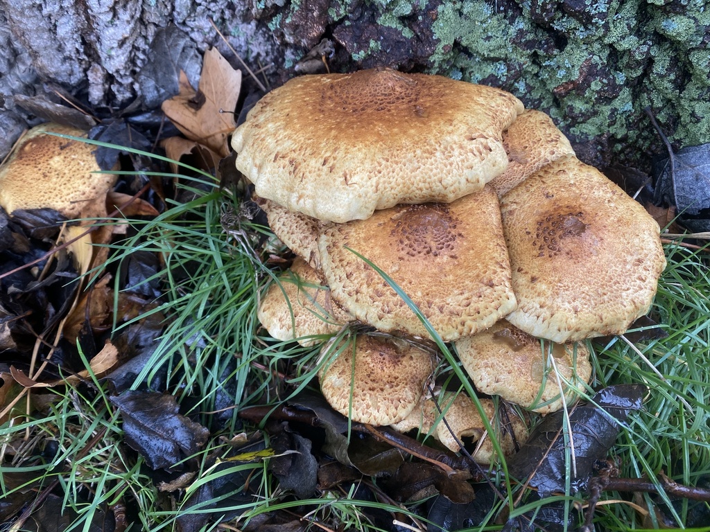 Pholiota squarrosa