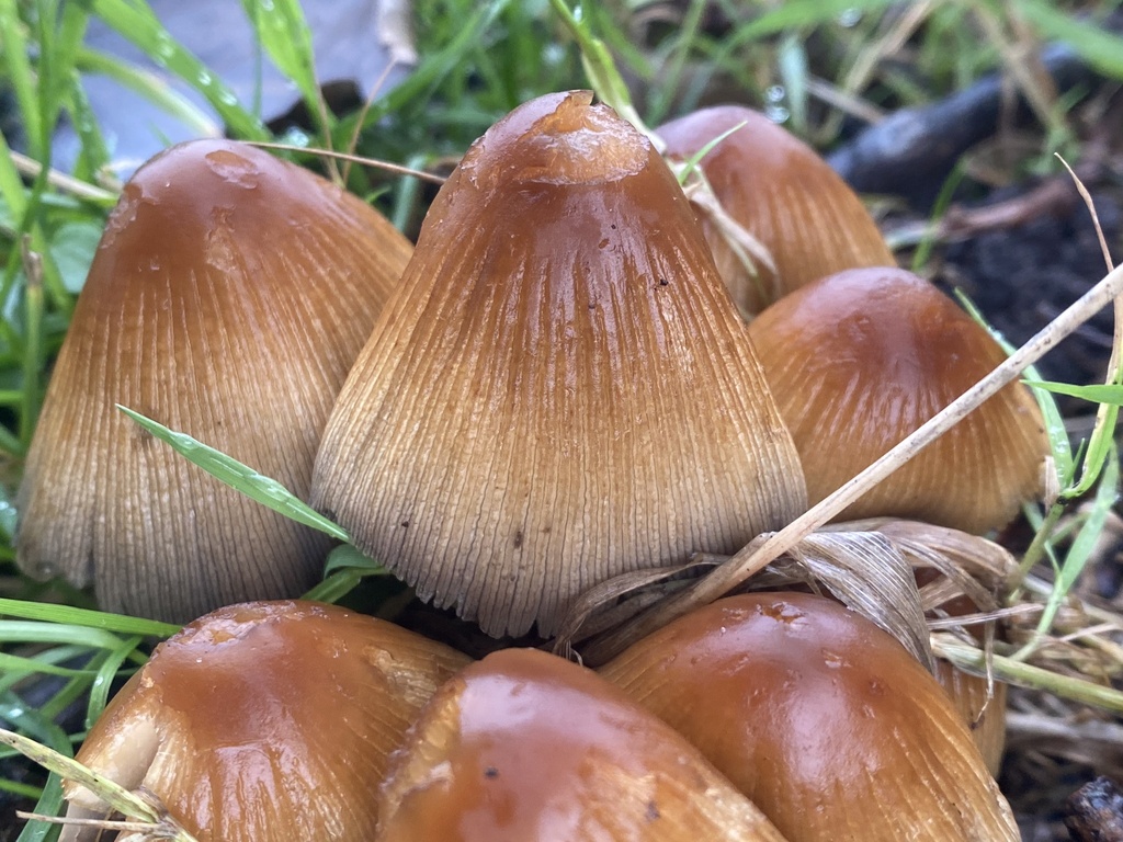 Coprinellus micaceus · November 2025 · photo: © katharinegk (iNaturalist, cc-by)