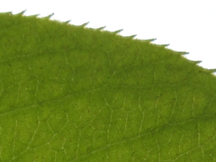 Pseudocydonia sinensis