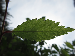 Prunus triloba