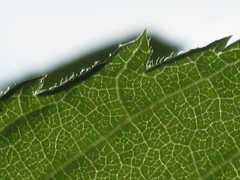 Prunus triloba