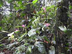 Palicourea ostreophora