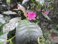Palicourea ostreophora