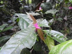Palicourea ostreophora