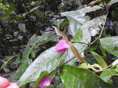 Palicourea ostreophora