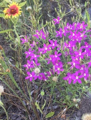 Zeltnera beyrichii